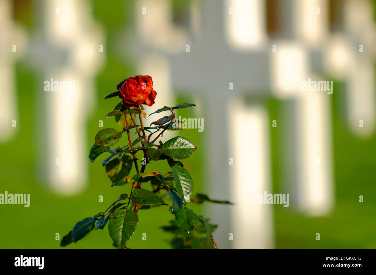Flower rose grave hires stock photography and images Alamy