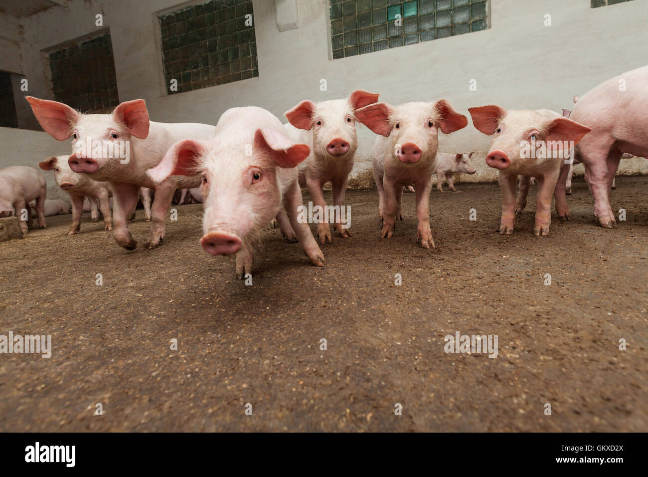 Pig farm Stock Photo