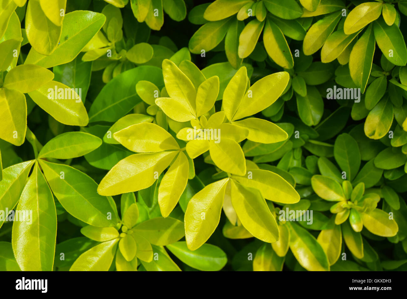Waxy green leaves from a bush in the garden in contrast light, close up Stock Photo
