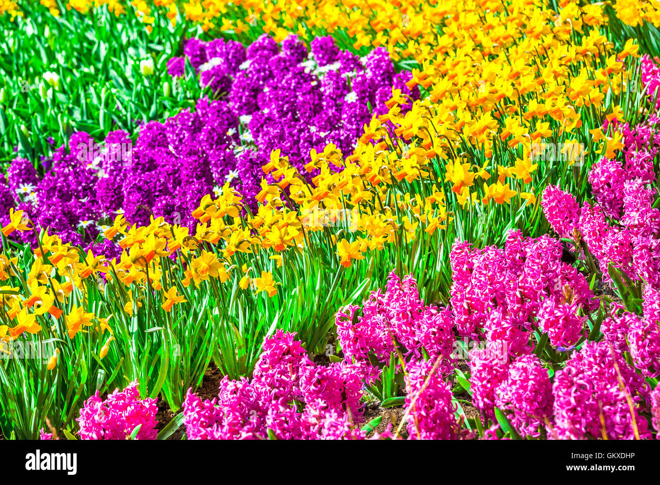 Beautiful Keukenhof park in Lisse, Holland. Blooming carpet of bulb flowers Stock Photo
