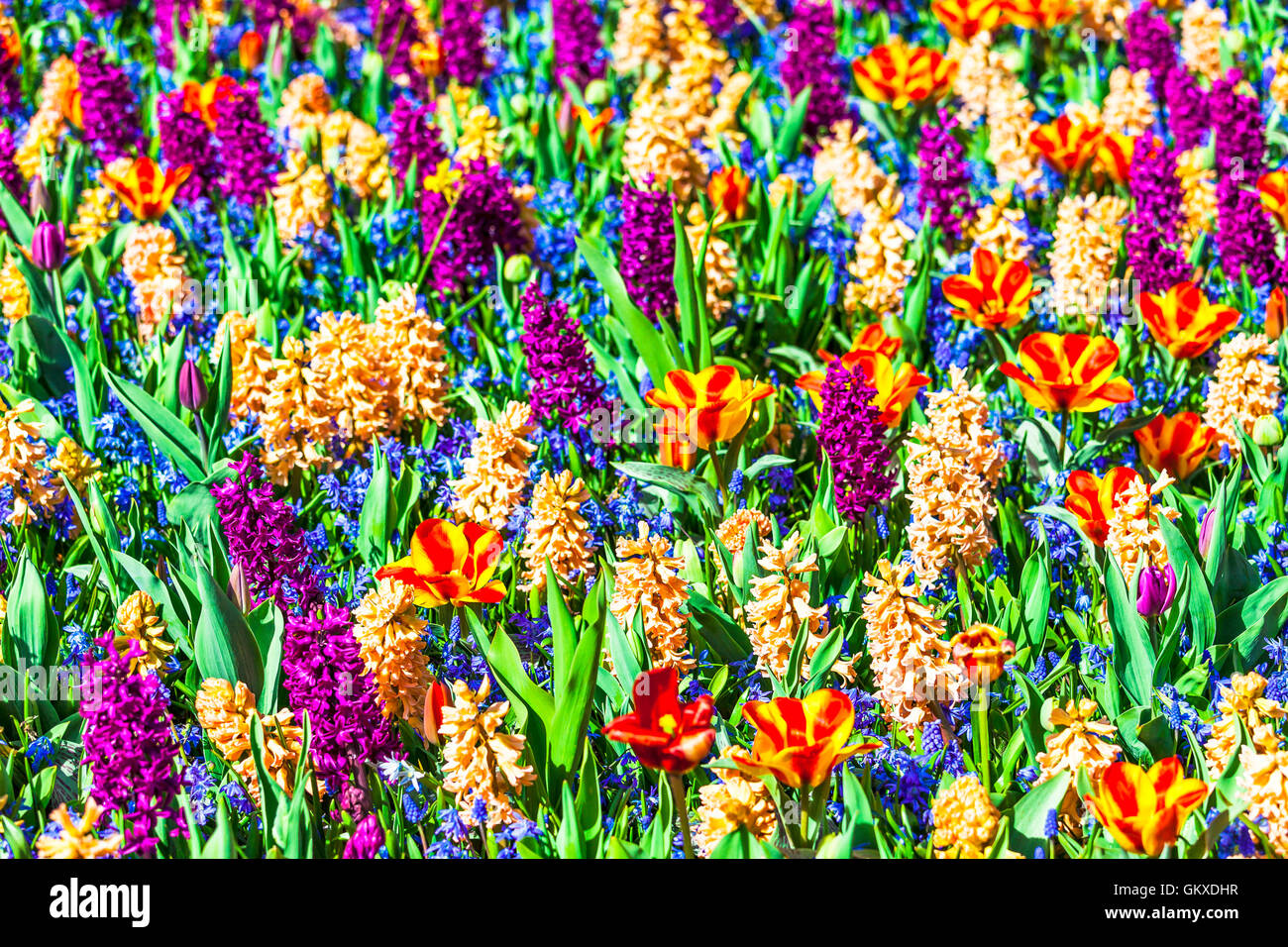 Beautiful Keukenhof park in Lisse, Holland. Blooming bulb flowers Stock Photo