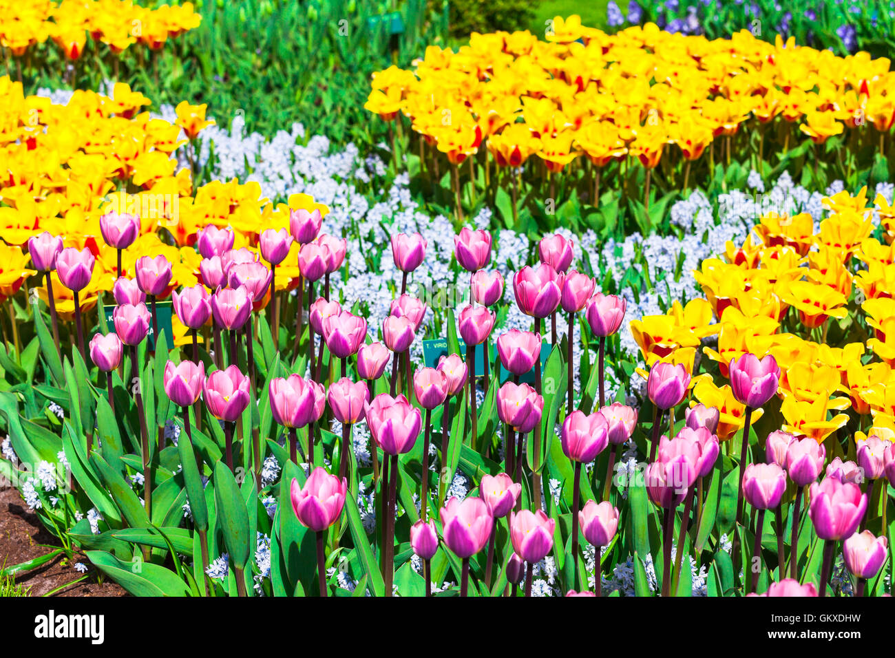 Beautiful Keukenhof park in Lisse, Holland. Blooming bulb flowers Stock Photo