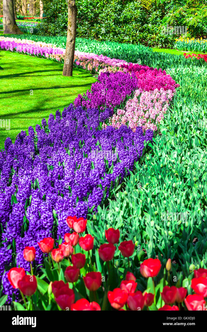 Beautiful Keukenhof park in Lisse, Holland. Blooming bulb flowers Stock Photo