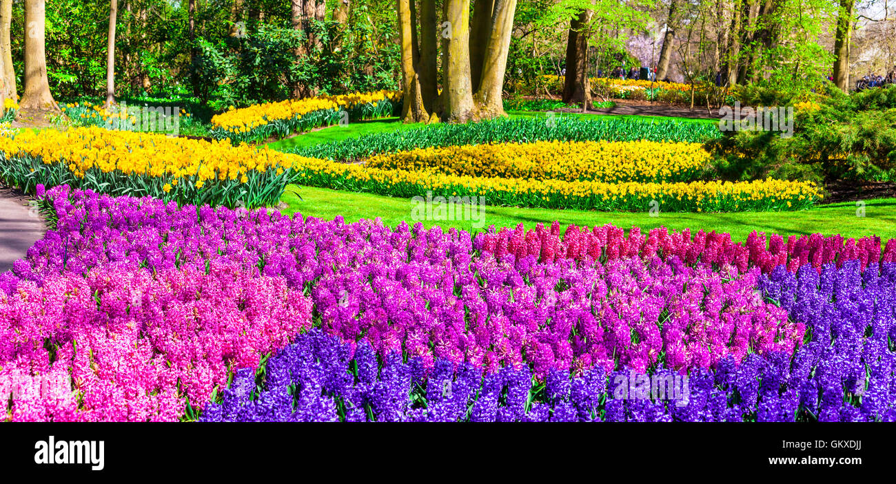blooming flowers in Keukenhof park, Holland Stock Photo