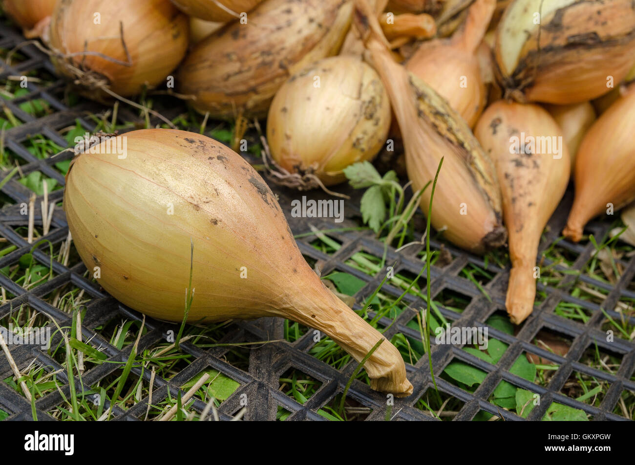 Onion garden vegetable Stock Photo Alamy