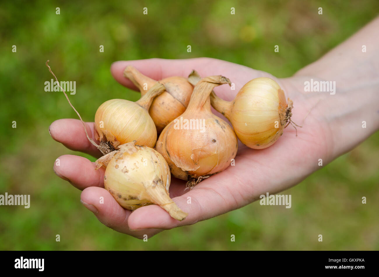 Onion garden vegetable Stock Photo Alamy