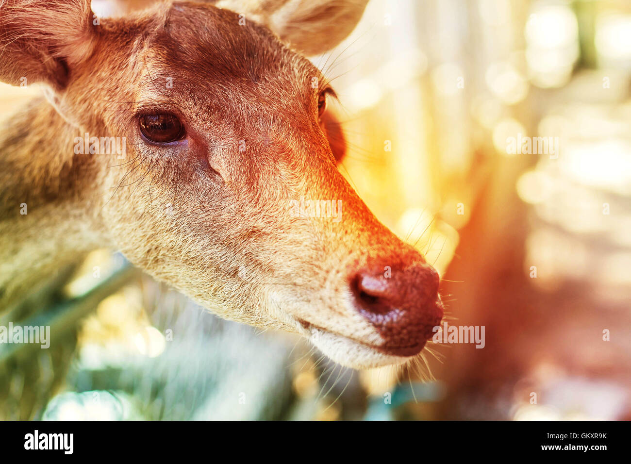 Deer feeding people waiting to light during the daytime Stock Photo Alamy
