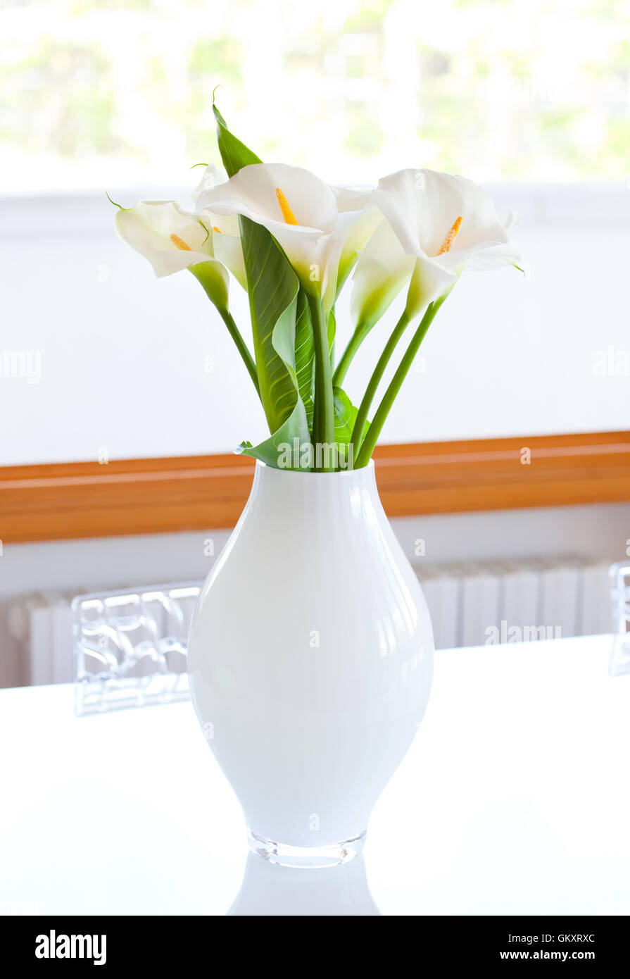 Lily of the Nile (Zantedeschia aethiopica) flowers in a white vase. Photography very bright. Stock Photo