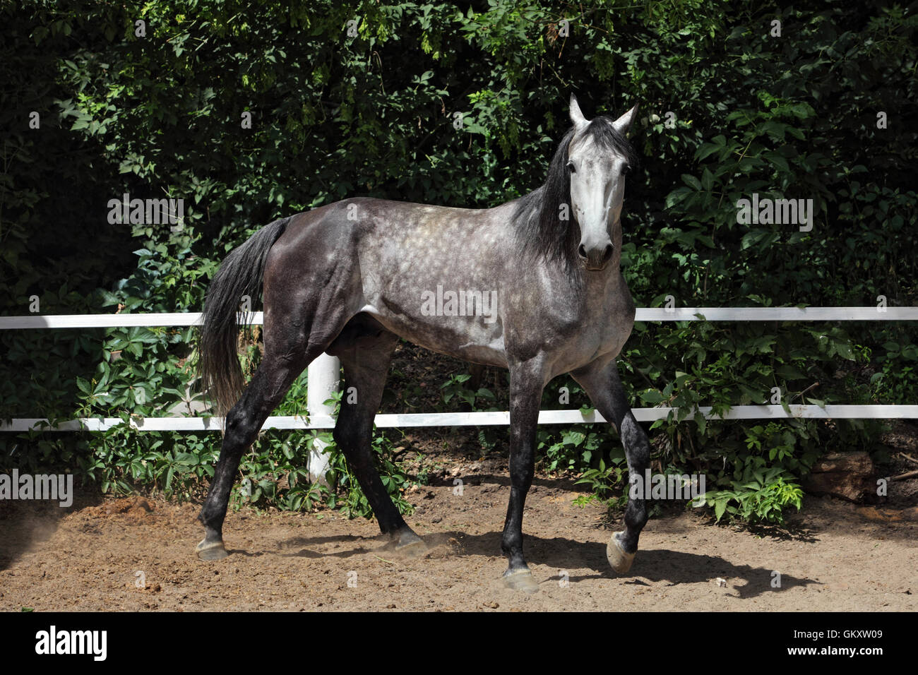 Arabian horse stallion in paddock Stock Photo