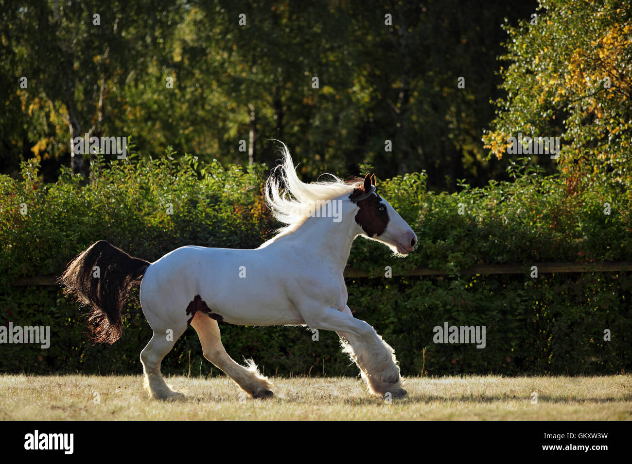 Drum horse stallion runs gallop, back lit Stock Photo