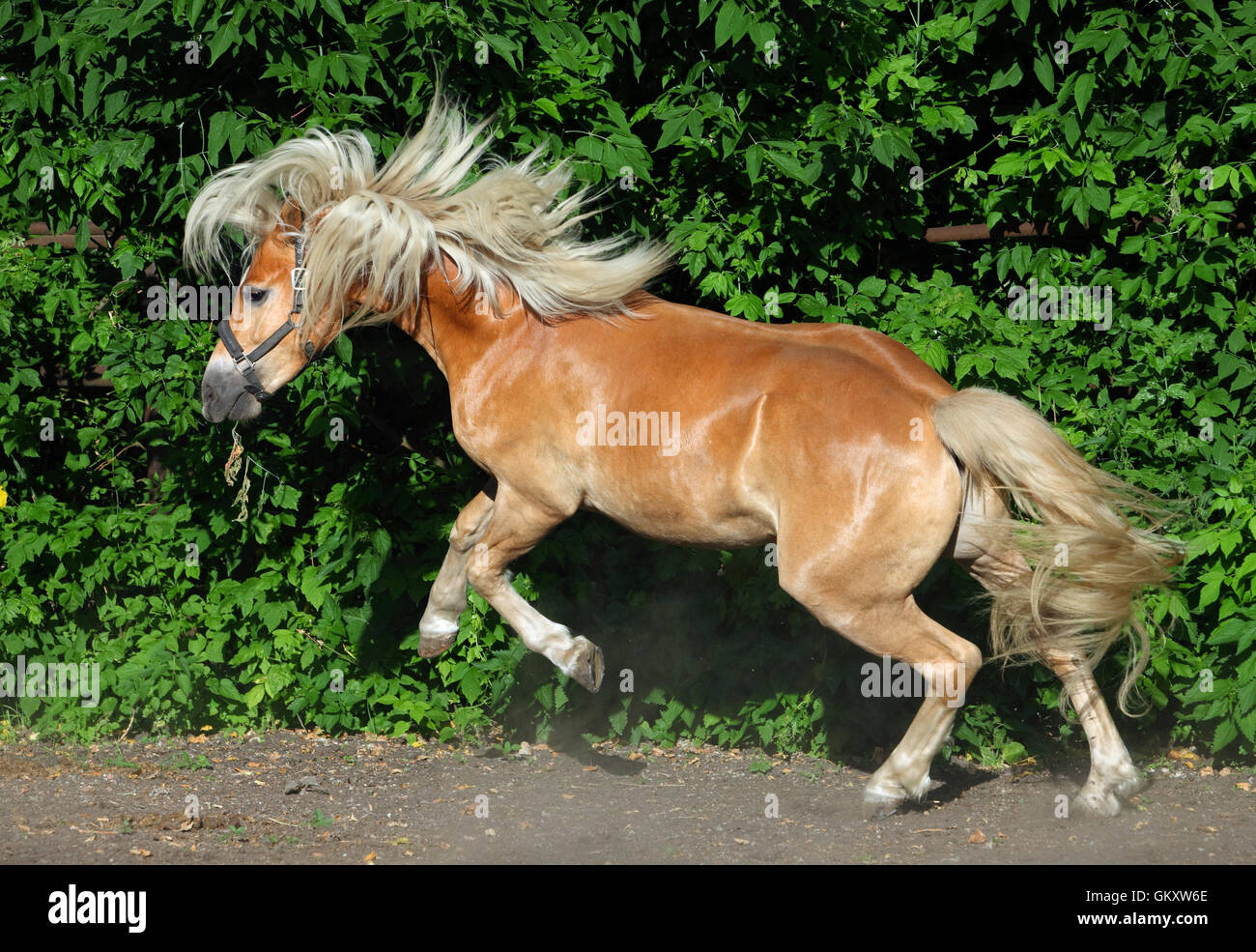 Rearing up haflinger, sorrel pony, portrait against summer green bushes Stock Photo