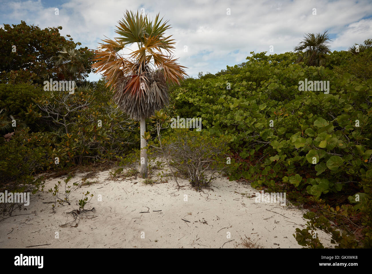 Palm tree in a clearing in a tropical forest at Bahia Honda State Park, Florida Stock Photo