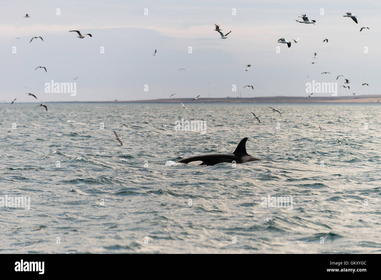 Killer whale, orca ("Orcinus orca") near Grundarfjörður, a town in the north of the Snaefellsnes peninsula, west Iceland Stock Photo