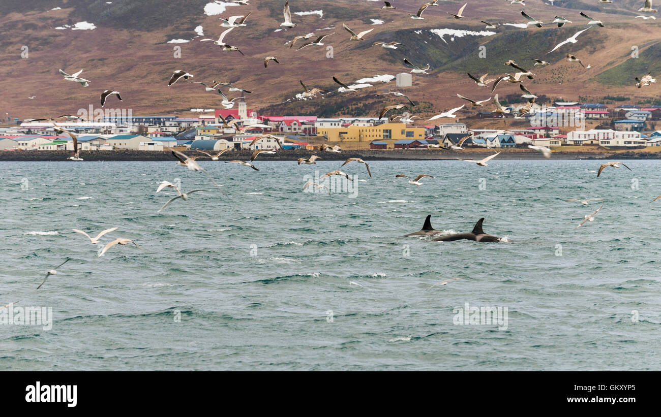 Killer whales, orcas ('Orcinus orca') near  Grundarfjörður, a town in the north of the Snaefellsnes peninsula, west Iceland Stock Photo