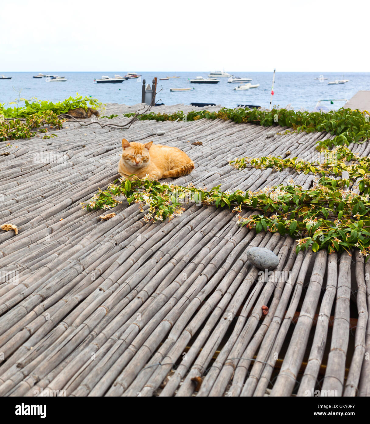 Red cat relaxing near the sea in Positano. Stock Photo