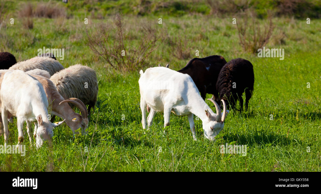 Goats and Sheep eating grass in a sunny day Stock Photo - Alamy