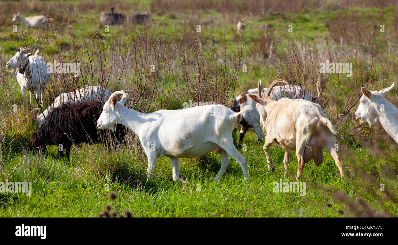 Goats and Sheep eating grass in a sunny day Stock Photo - Alamy