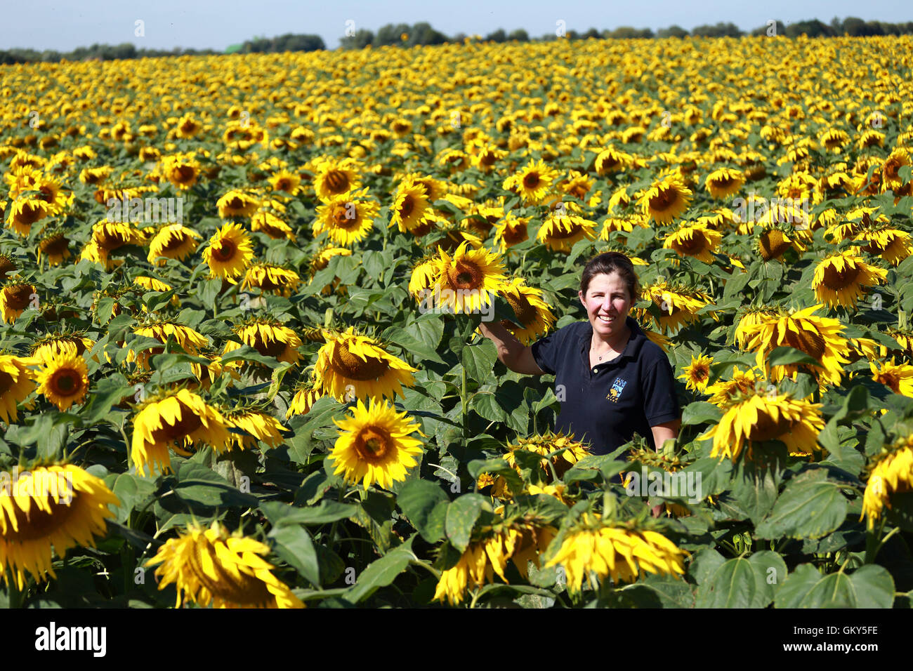 Vine house farm sunflowers hires stock photography and images Alamy