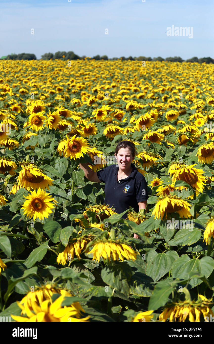 Vine house farm sunflowers hires stock photography and images Alamy