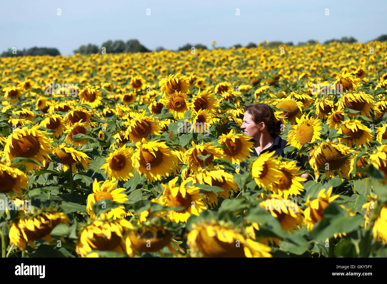 Deeping St. Nicholas, Lincs, UK. 23rd Aug, 2016. Sunflowers . Lucy