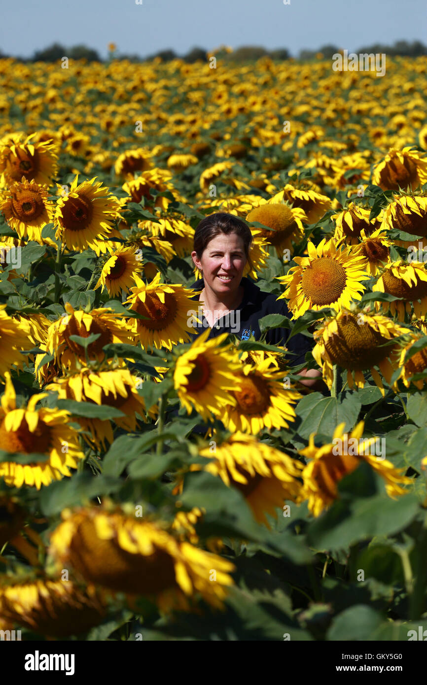 Vine house farm sunflowers hires stock photography and images Alamy