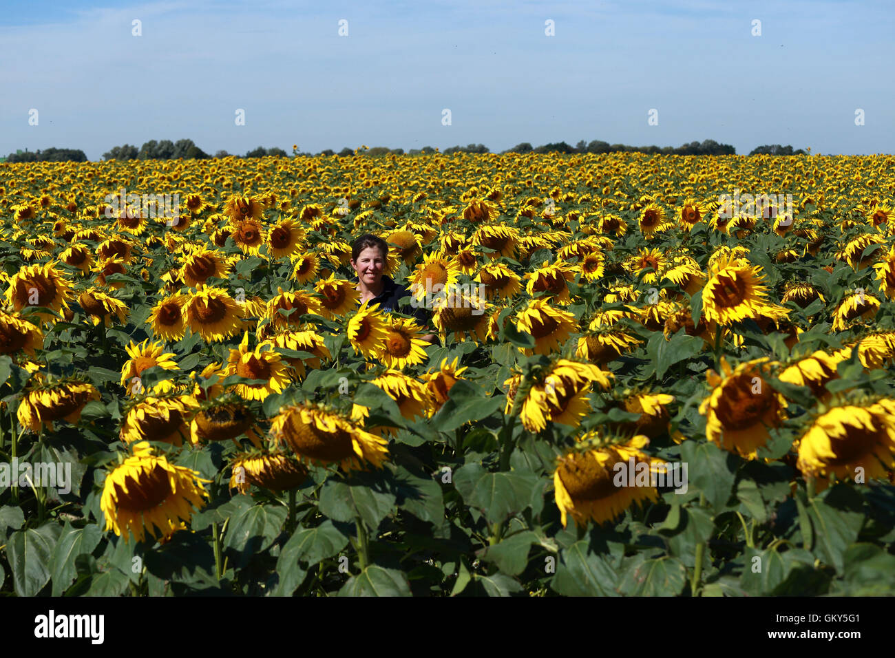 Vine house farm sunflowers hires stock photography and images Alamy