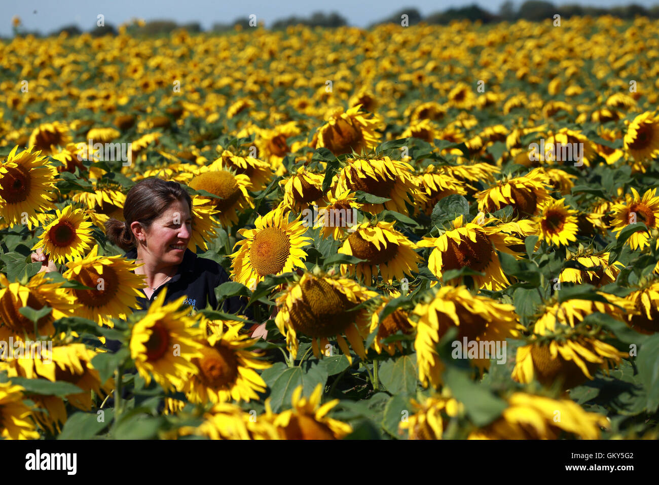 Vine house farm sunflowers hires stock photography and images Alamy