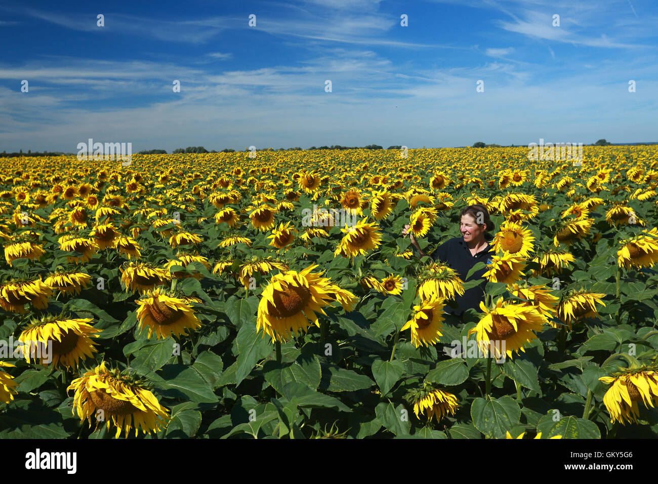 Vine house farm sunflowers hires stock photography and images Alamy