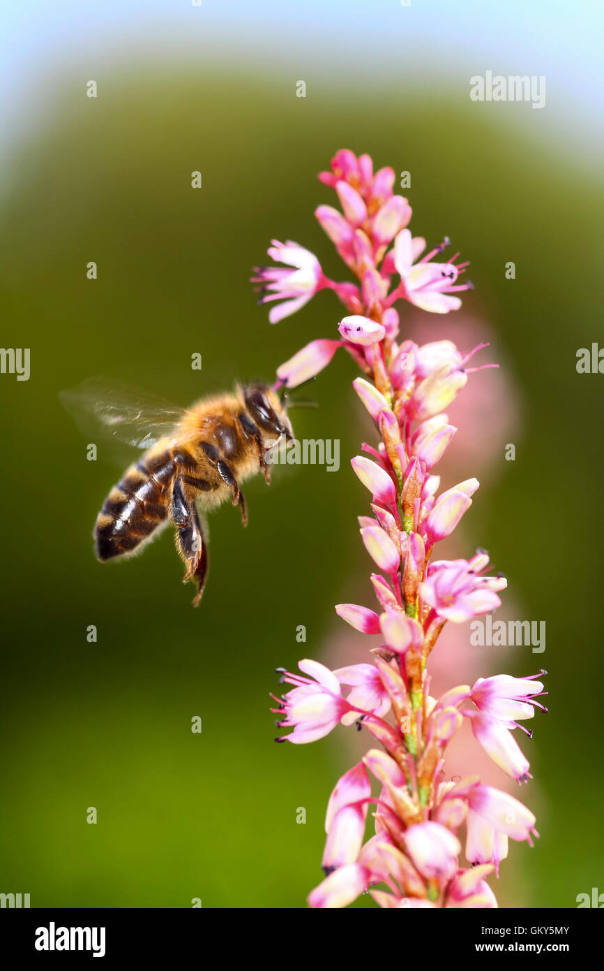 Leeds, West Yorkshire, UK. 23rd August, 2016. A lovely warm day in Leeds encouraged the bees to pollinate the late August flowers. Taken on the 23rd August 2016. Credit:  Andrew Gardner/Alamy Live News Stock Photo