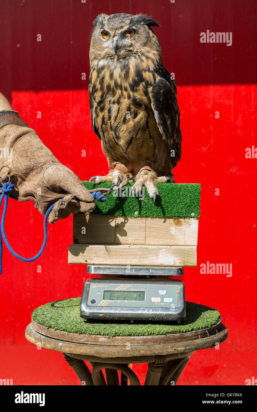 London, UK. 24th August, 2016. Zookeeper Grant Kother weighs a 1.9kg Eurasian Eagle Owl named Max as ZSL London Zoo holds its annual weigh-in of animals. Credit:  Guy Corbishley/Alamy Live News Stock Photo