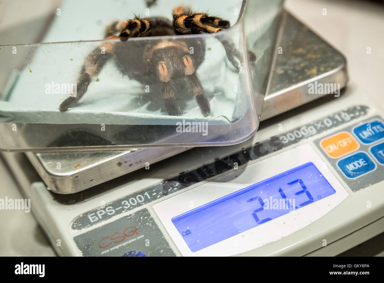 London, UK. 24th August, 2016. Mexican Redknee Tarantula on the scales during ZSL London Zoo’s annual weigh-in of animals Credit:  Guy Corbishley/Alamy Live News Stock Photo