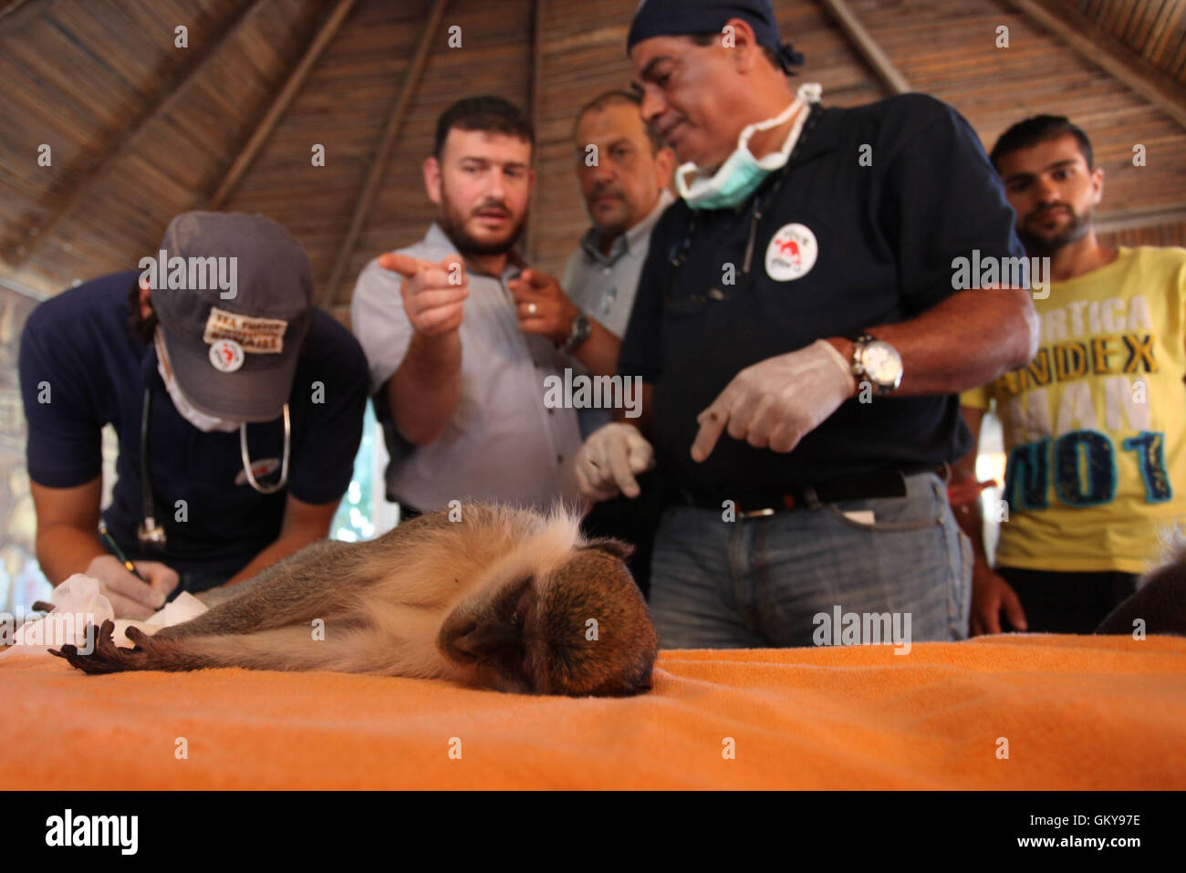 Khan Yunis, Gaza Strip, Palestinian Territory. 23rd Aug, 2016. Members of the international animal welfare charity ''Four Paws'' check monkeys at a zoo in Khan Yunis in the southern Gaza Strip on August 23, 2016. A team of foreign veterinarians are evacuating the last surviving animals from a zoo in the Gaza Strip that had been dubbed ''the world's worst Credit:  Ashraf Amra/APA Images/ZUMA Wire/Alamy Live News Stock Photo