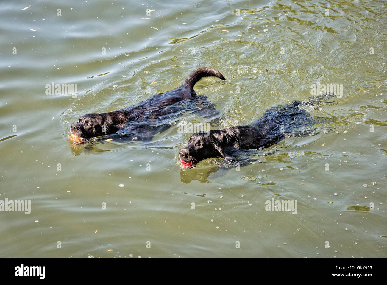 Animals that live in rivers hi-res stock photography and images - Alamy