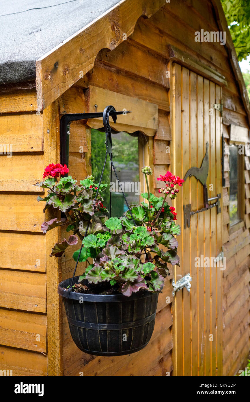 A flower pot of geraniums hanging on a bracket attached to a garden shed. Stock Photo
