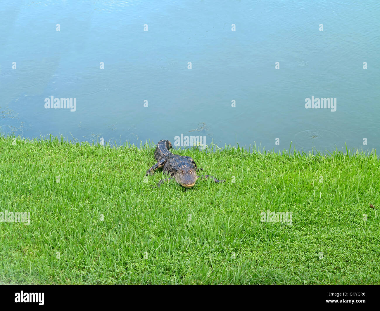 An alligator relaxing on the grass next to a pond Stock Photo Alamy
