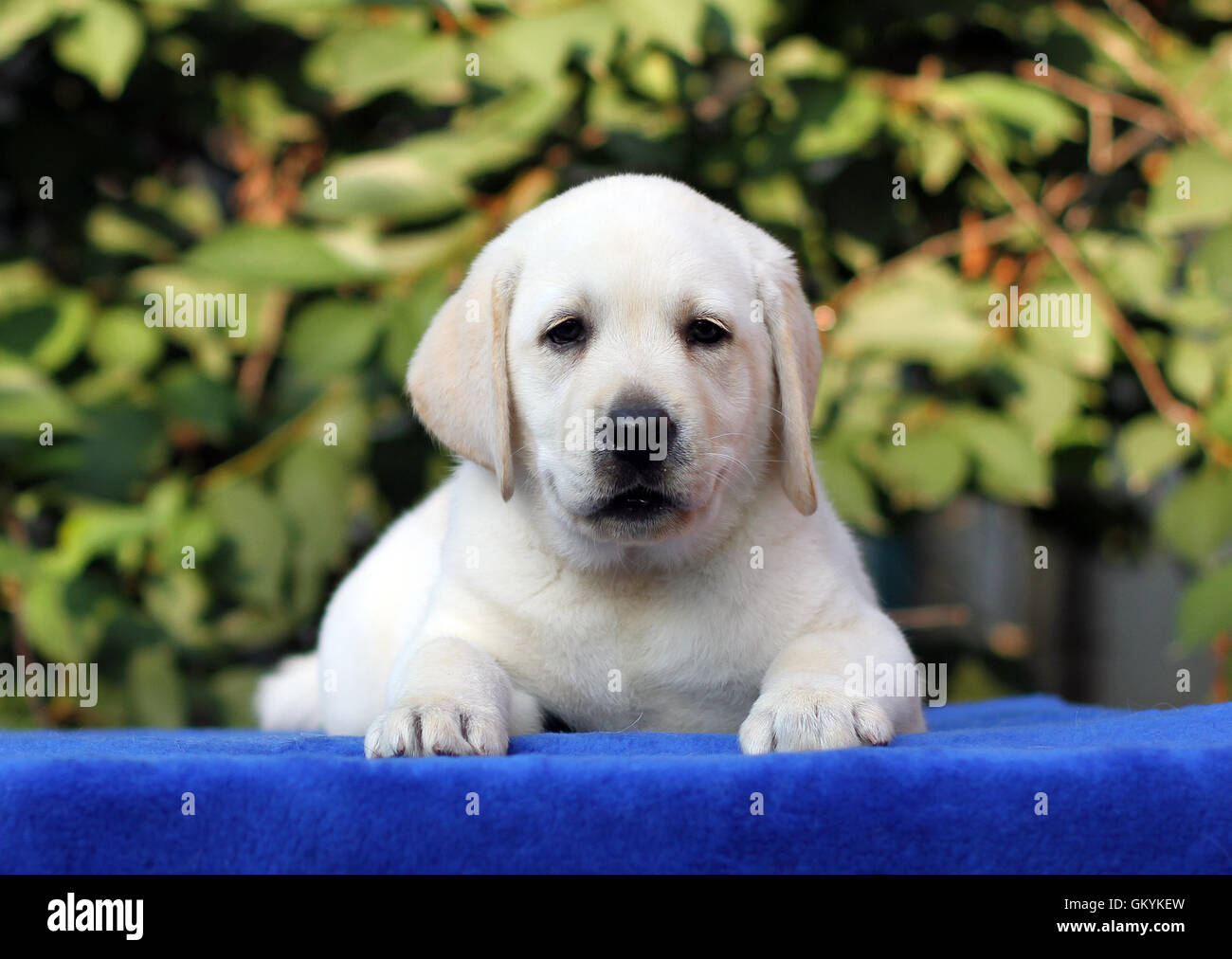 the little yellow labrador puppy sitting on blue background Stock Photo ...