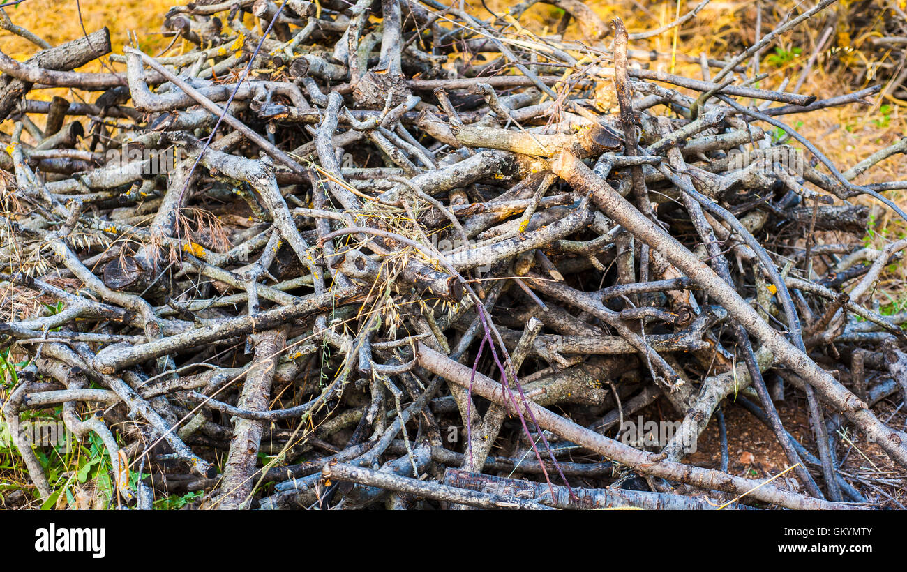 a pile of deadwood, twings and trunks of small trees Stock Photo - Alamy