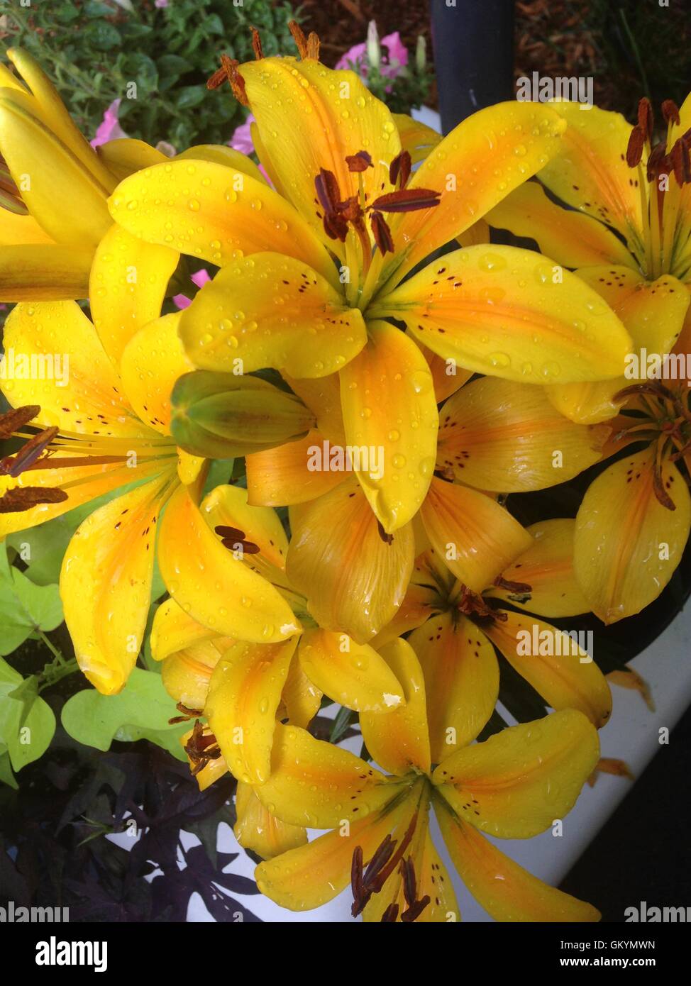 Bouquet of Gold Lode Asiatic Lilies Stock Photo