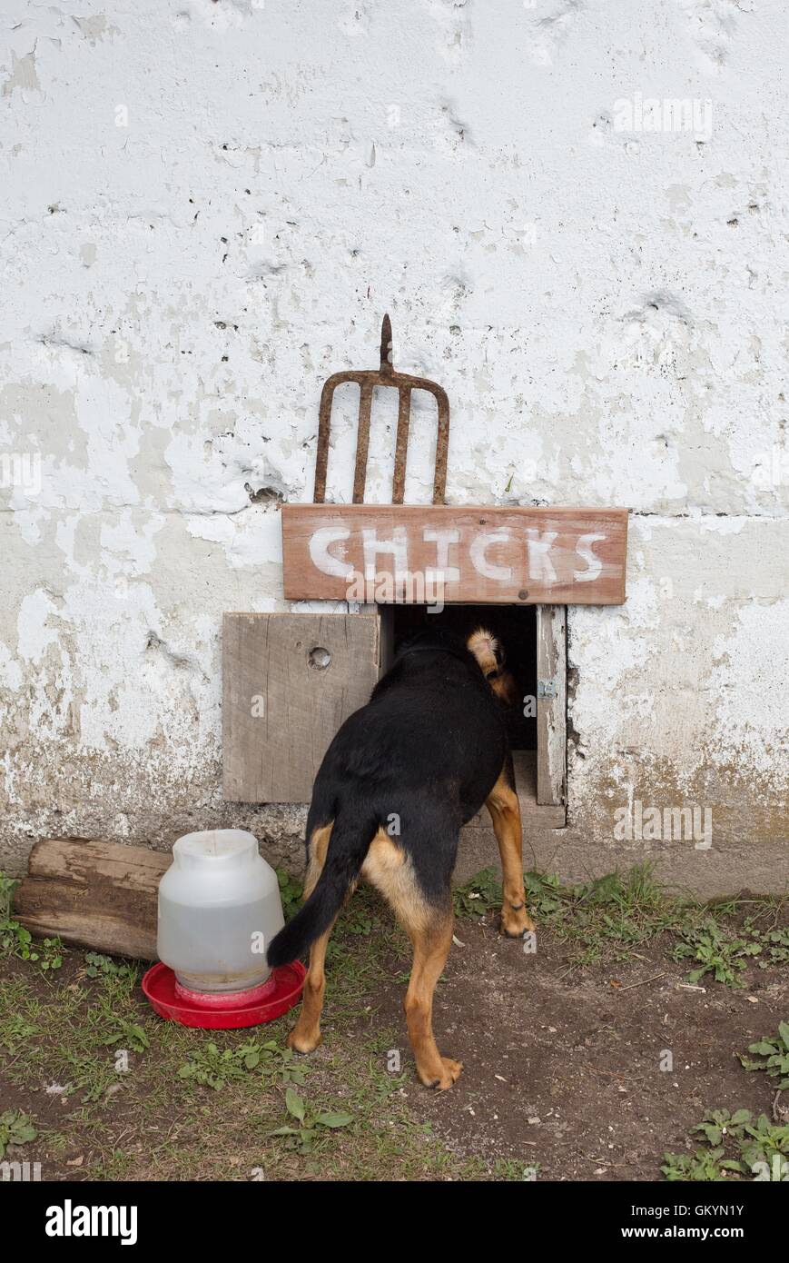 A dog poking his head into the doorway of a chicken coop. Stock Photo