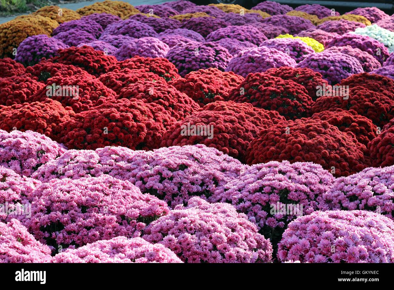 field of chrysanthemums Stock Photo