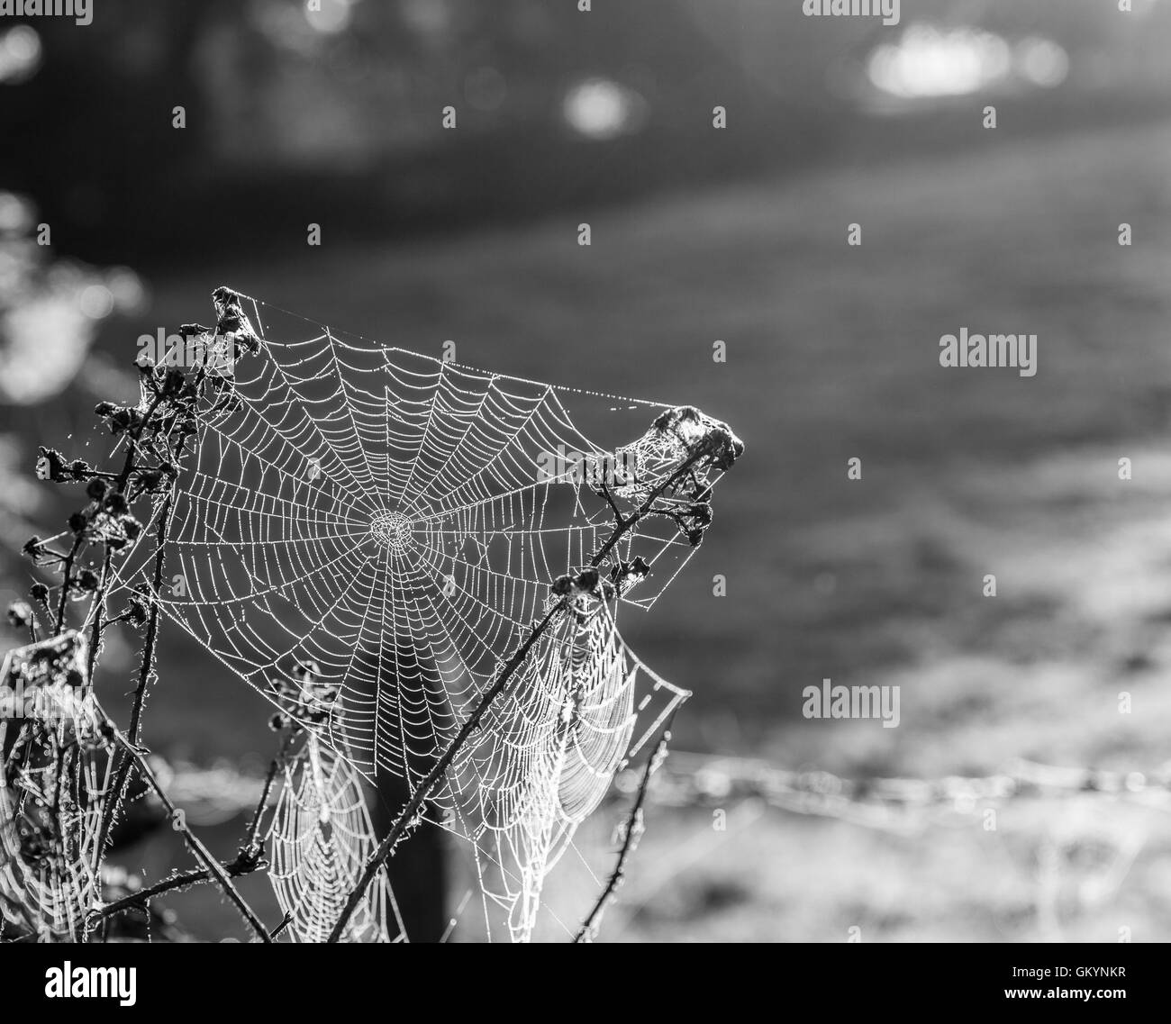 Moisture-covered cobweb in a Lake District hedgerow, nea Near Sawrey, Lake District, Cumbria Stock Photo