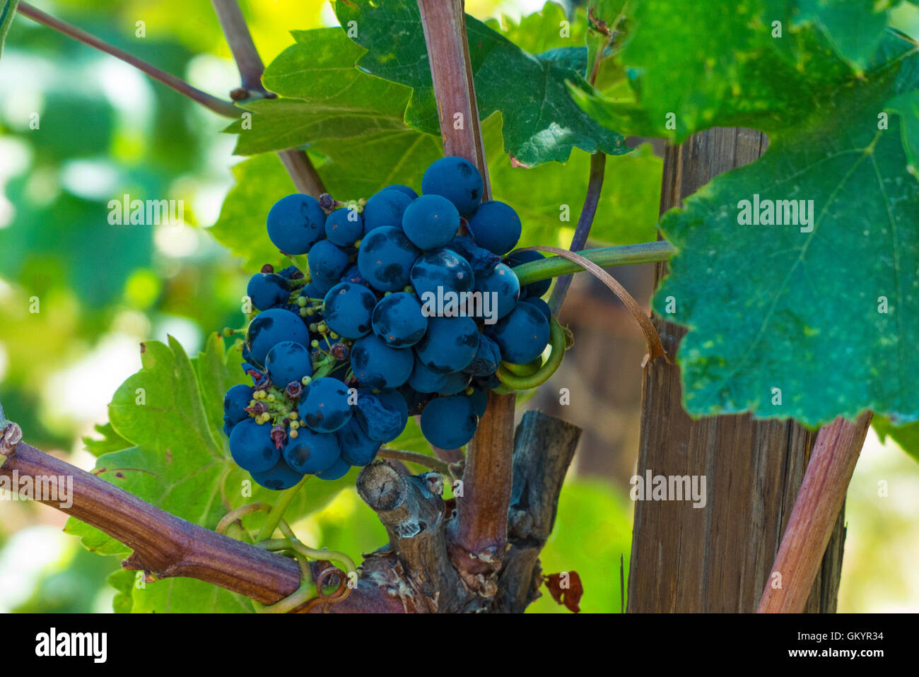 grapes on vine in Napa,California Stock Photo