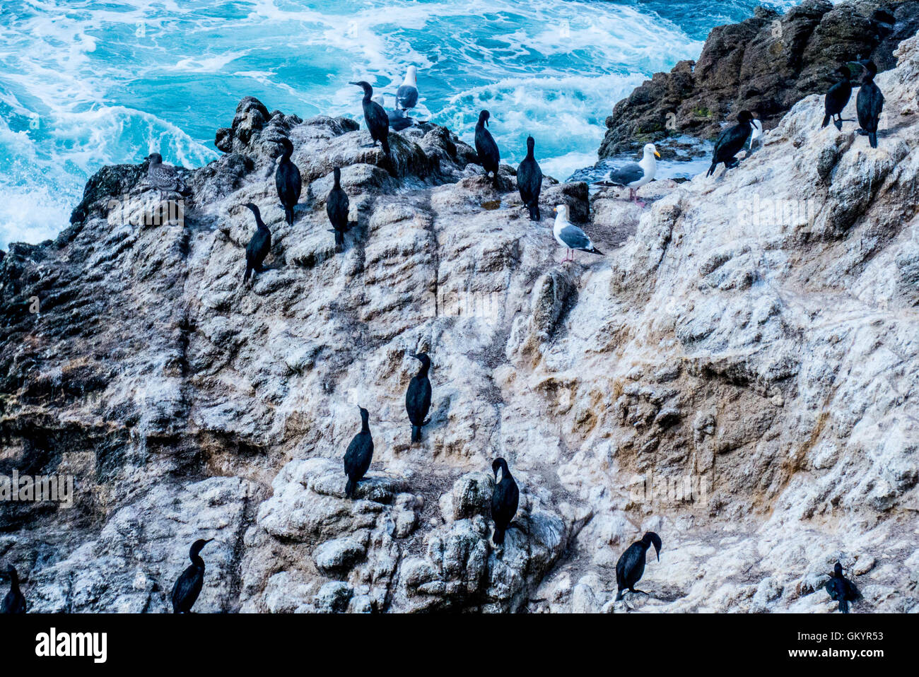 Bodega Bay,California crashing waves and shore birds Stock Photo
