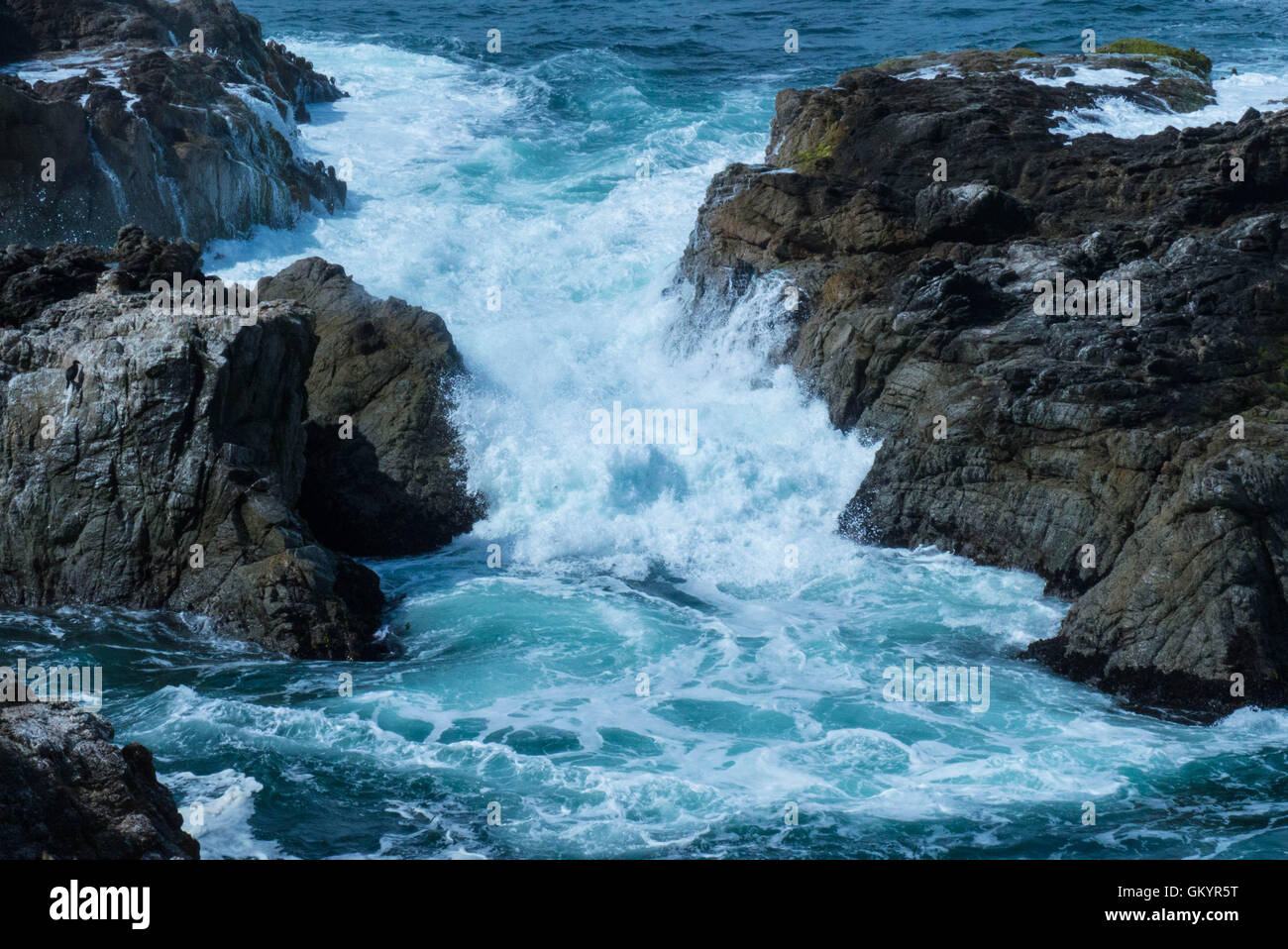 Bodega Bay,California crashing waves and shore birds Stock Photo Alamy