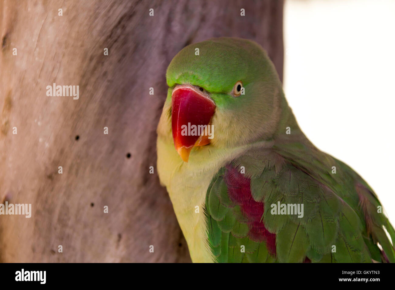Australian Parrots delightful colours up close Stock Photo