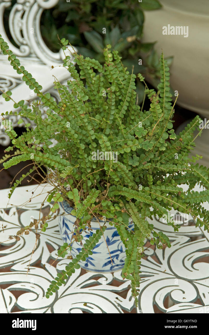 Button Fern, Pellaea rotundifolia Stock Photo