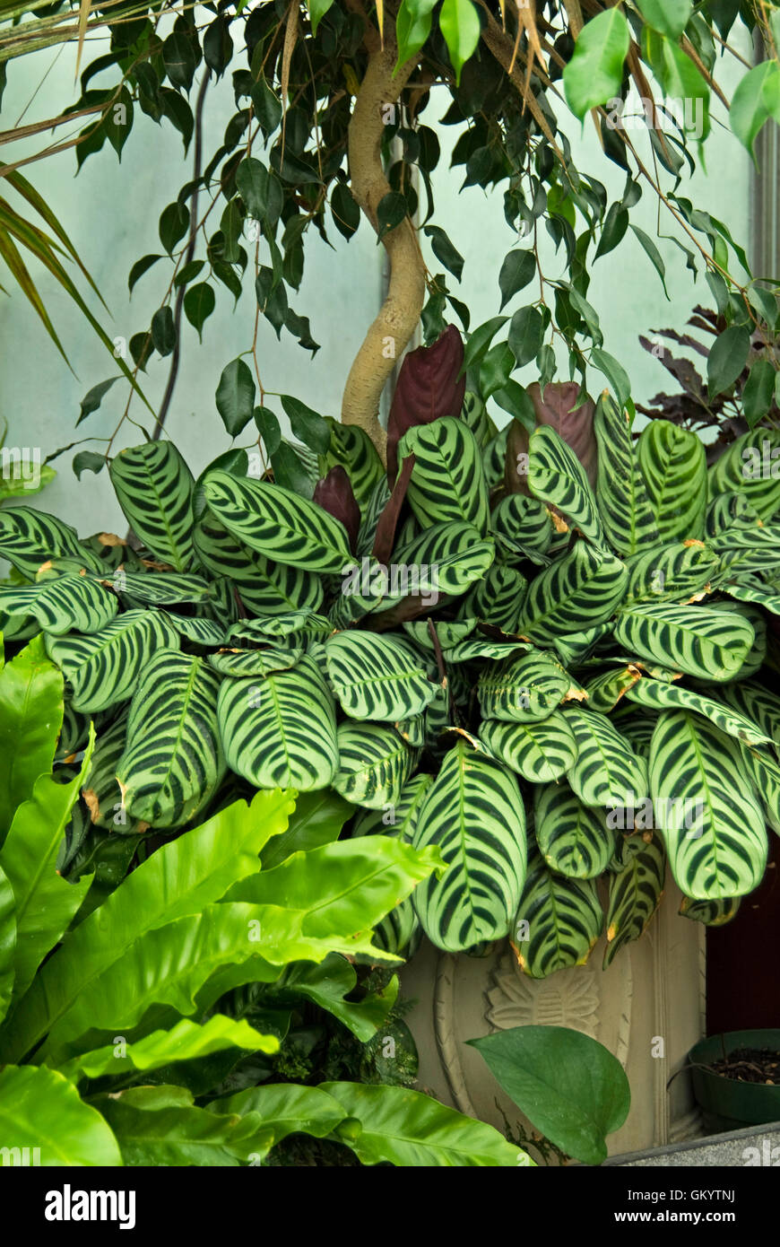 Calathea makoyana Peacock Plant, Cathedral Windows( Stock Photo
