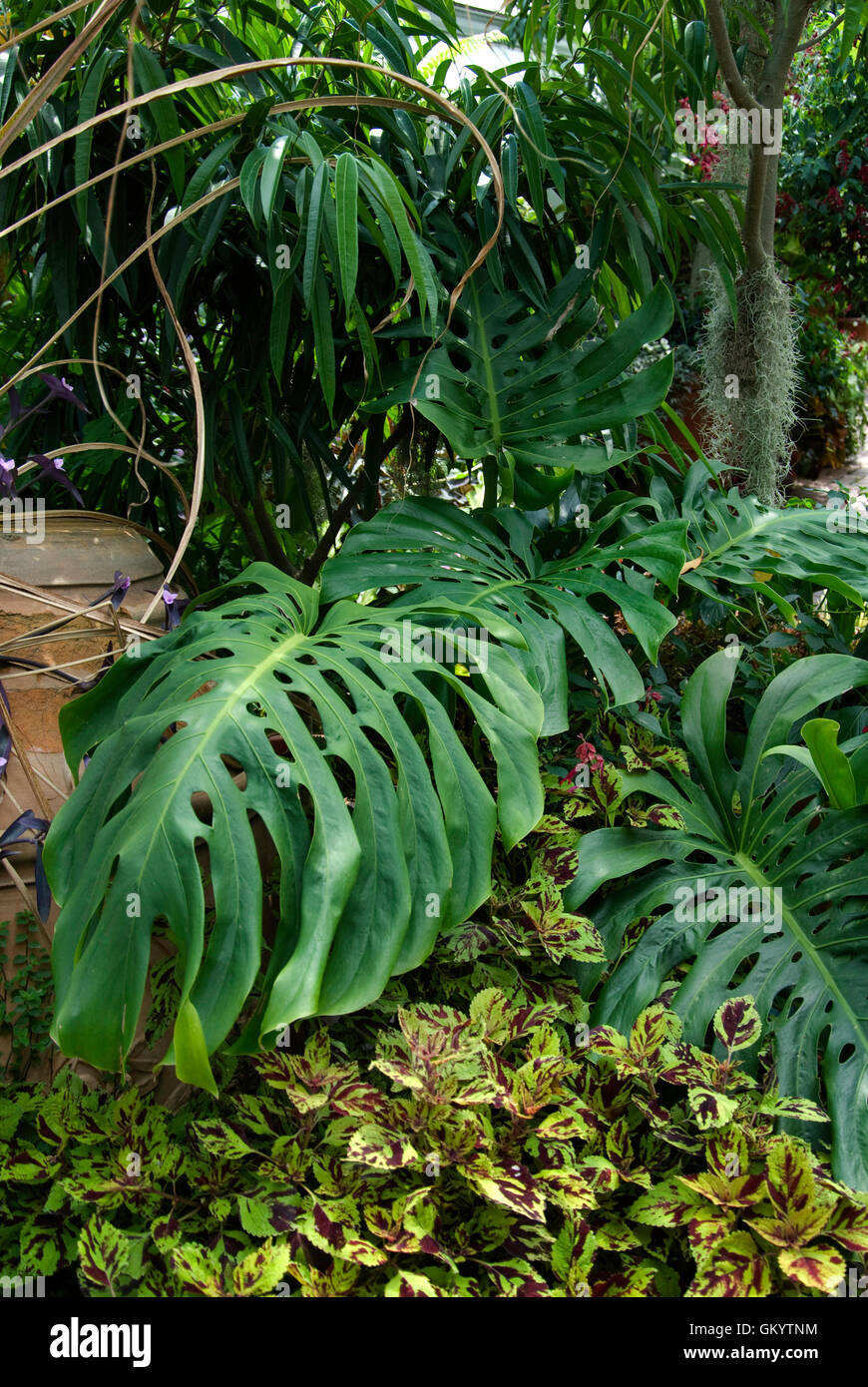 philodendron pteromischum Philodendron pteromischum 'Orellana' — Ecuagenera USA Corp