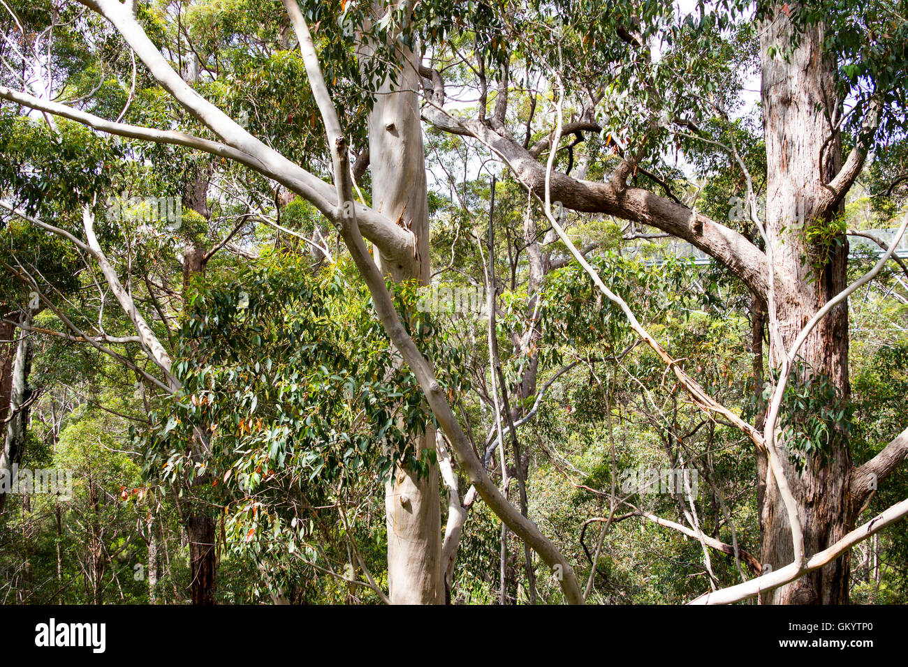 Australian Trees Tingle and Karri Western Australia Stock Photo