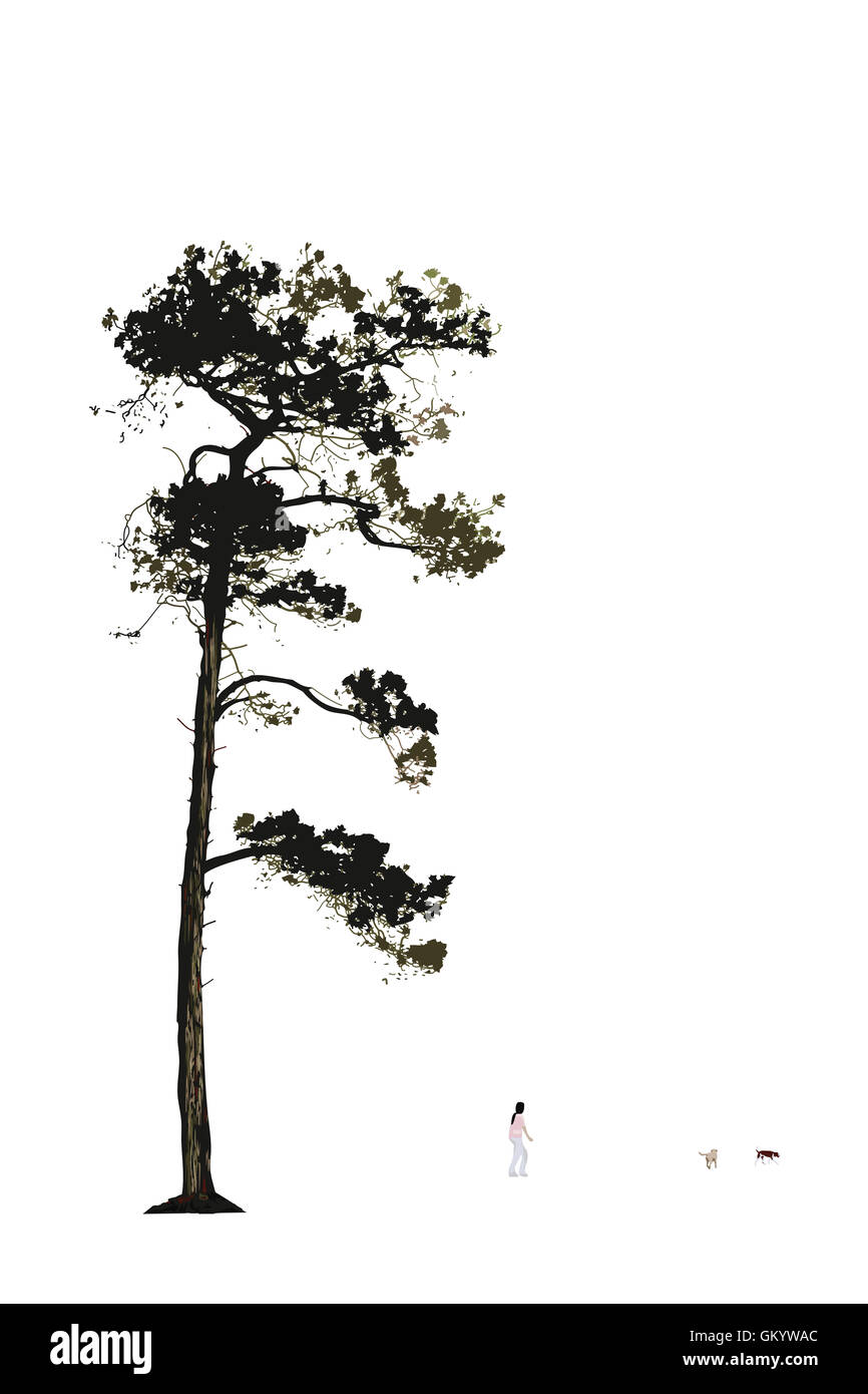 Isolated pine tree silhouette hi-res stock photography and images - Alamy
